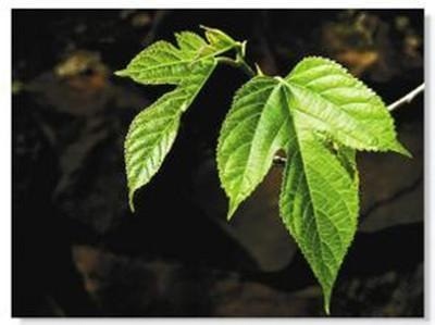 桑葉茶，營(yíng)養長(cháng)壽健康之茶